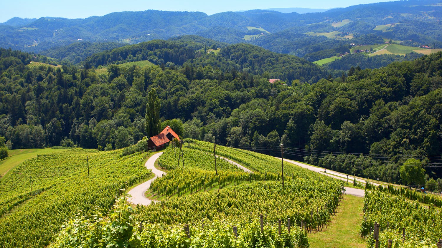 Heart among the Vineyards